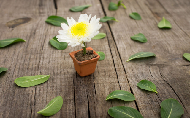 Small potted plant with lily free wallpaper for desktop - medium preview image