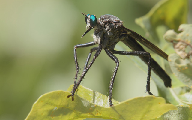 Fly leaf macro blurry depth free wallpaper for desktop - medium preview image