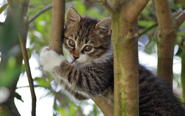 Kitten climbing tree branch nature free wallpaper for desktop - medium preview image