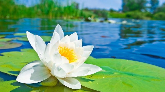 White water lily pond nature free wallpaper for desktop - medium preview image