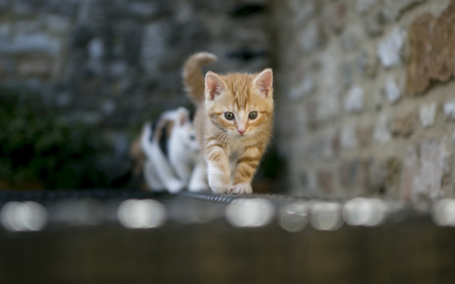 Kitten stonewall cat sidewalk brickwall free wallpaper for desktop - medium preview image