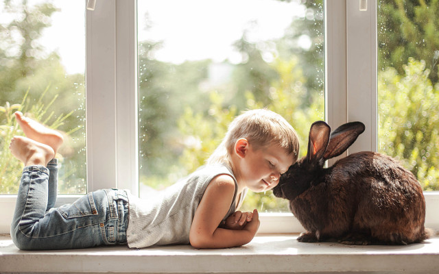 Little boy bunny window sill free wallpaper for desktop - medium preview image