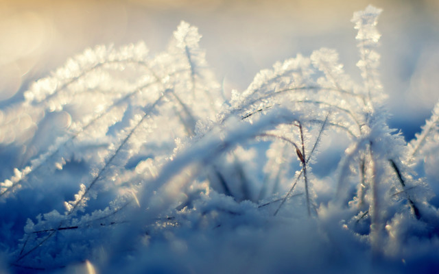 Snowy grass microscopic winter frost free wallpaper for desktop - medium preview image
