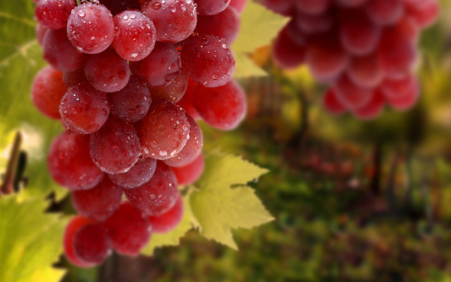 Grape vine water droplets photorealistic free wallpaper for desktop - medium preview image