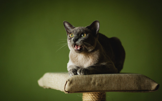 Cat scratching post open mouth #2 free wallpaper for desktop - medium preview image