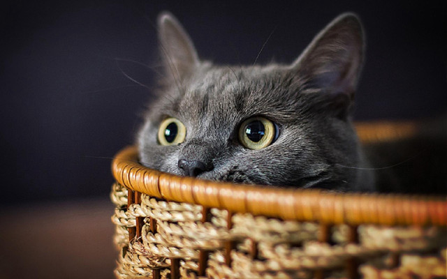 Cat basket sad eyes blue free wallpaper for desktop - medium preview image