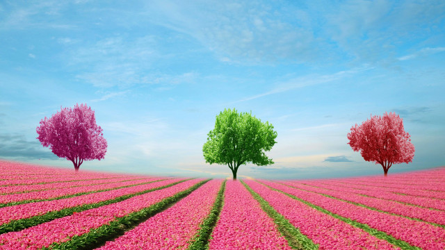Three trees pink field blue free wallpaper for desktop - medium preview image