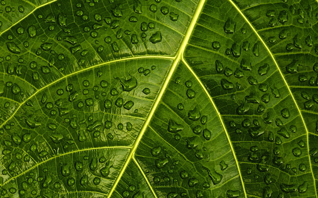 Green leaf water droplets macro #16 free wallpaper for desktop - medium preview image