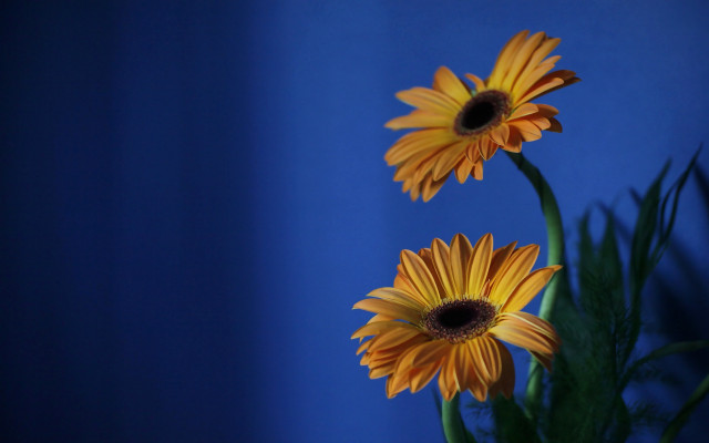 Yellow flowers vase table blue free wallpaper for desktop - medium preview image