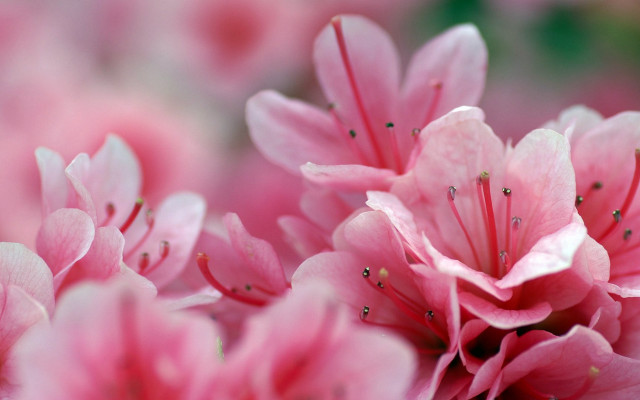 Pink flowers macro blurry background free wallpaper for desktop - medium preview image