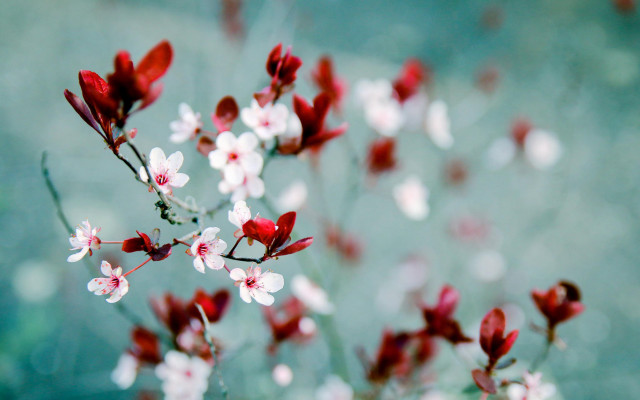 Red white flowers branch bokeh free wallpaper for desktop - medium preview image