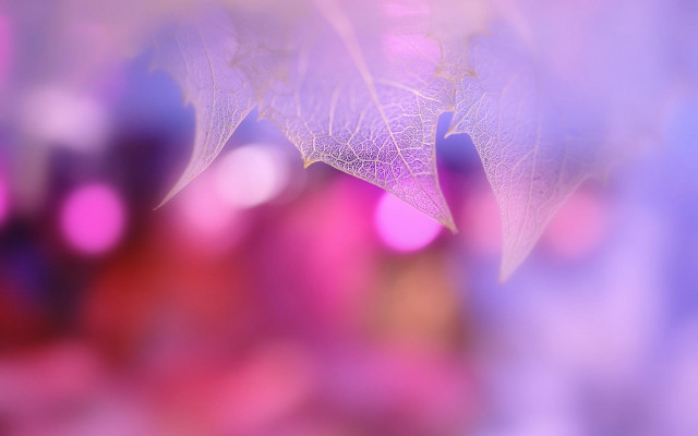 Blurry leaf building macro softfocus free wallpaper for desktop - medium preview image