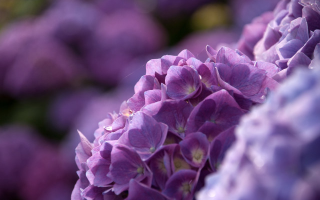 Purple flower macro background blurry free wallpaper for desktop - medium preview image