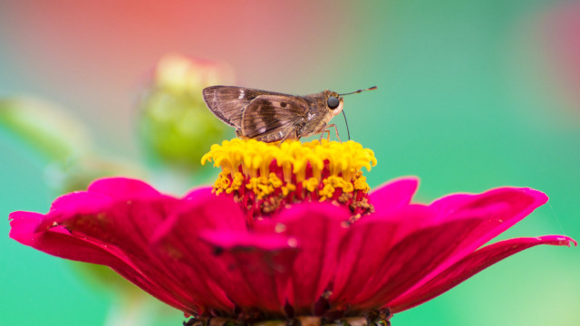 Small brown butterfly pink flower free wallpaper for desktop - medium preview image