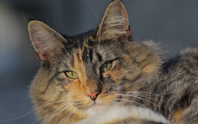 Cat yellow brown face green free wallpaper for desktop - medium preview image