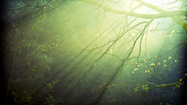 Tree branch sunshine forest light free wallpaper for desktop - medium preview image