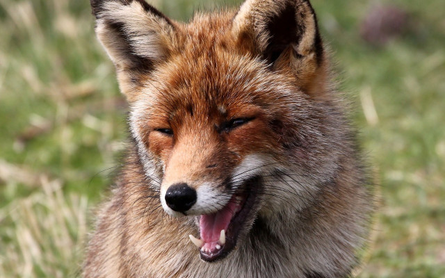 Fox open mouth tongue out #2 free wallpaper for desktop - medium preview image