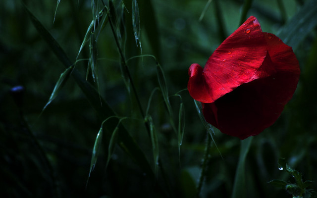 Red flower green grass water free wallpaper for desktop - medium preview image