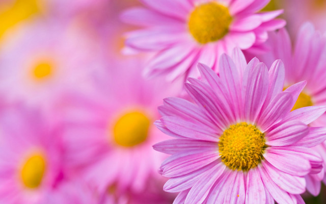 Pink flower closeup macro blurry free wallpaper for desktop - medium preview image