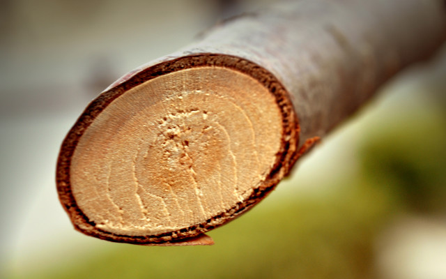 Wood closeup ecological art woodcut free wallpaper for desktop - medium preview image