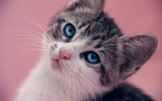 Kitten blue eyes pink background free wallpaper for desktop - medium preview image