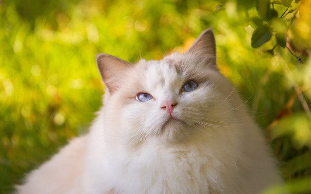 White cat blue eyes grass free wallpaper for desktop - medium preview image