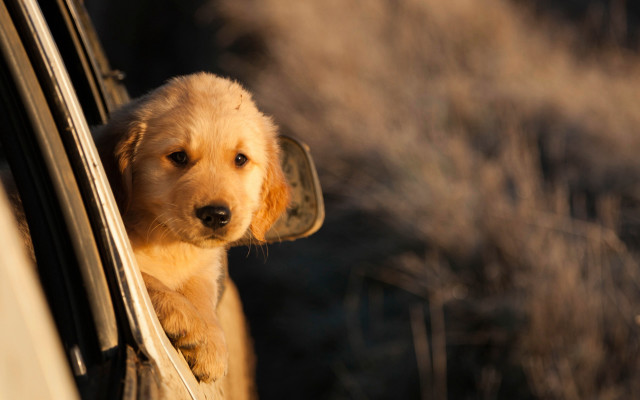 Shiba inu dog outside car free wallpaper for desktop - medium preview image