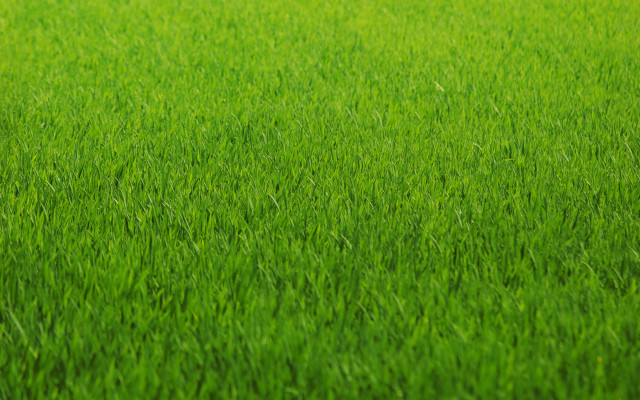 Green grass field 3d render free wallpaper for desktop - medium preview image