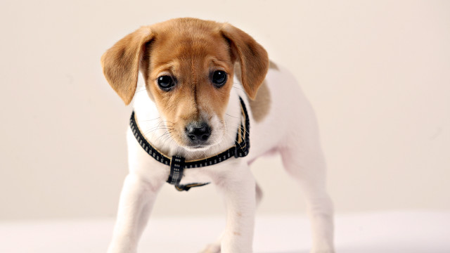 Small dog collar standing head #2 free wallpaper for desktop - medium preview image
