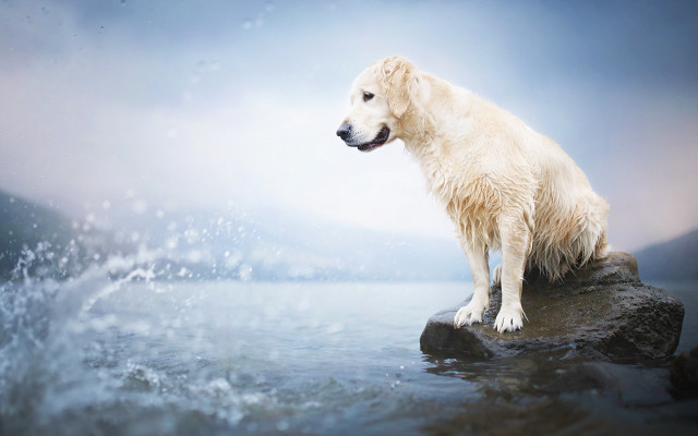 White dog rock water splash free wallpaper for desktop - medium preview image