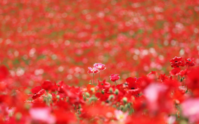 Red flower field pink lily free wallpaper for desktop - medium preview image