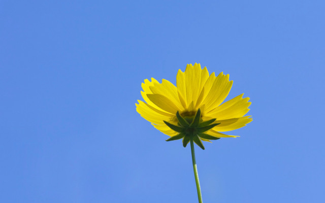 Yellow flower blue sky bloom free wallpaper for desktop - medium preview image