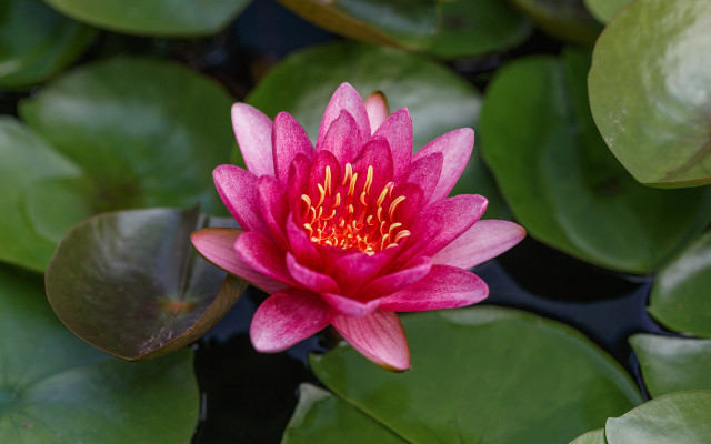 Pink flower blooming water lilies free wallpaper for desktop - medium preview image
