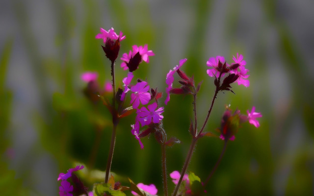 Purple flower bug blurry background free wallpaper for desktop - medium preview image