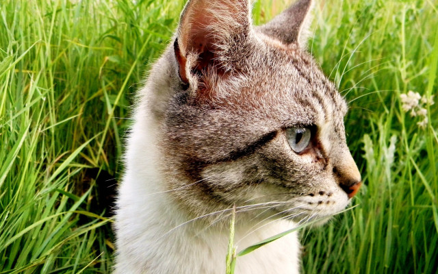 Cat field daisy blurry outdoors free wallpaper for desktop - medium preview image