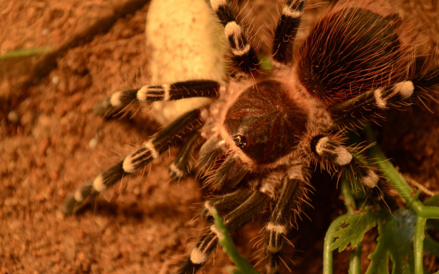 Tarant spider plant rock autumn free wallpaper for desktop - medium preview image
