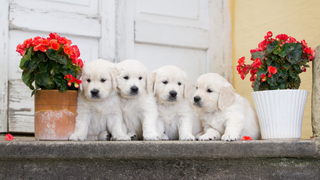 White puppies ledge potted plant free wallpaper for desktop - medium preview image