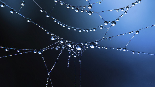 Gothic web water drops macro free wallpaper for desktop - medium preview image