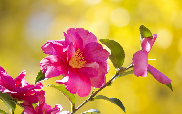 Pink flower green leaves yellow free wallpaper for desktop - medium preview image