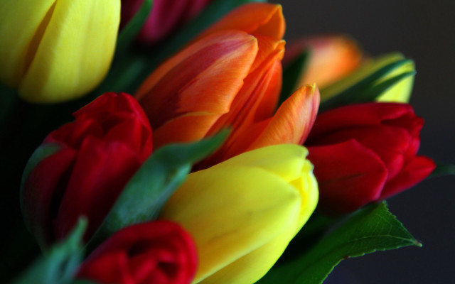 Colorful tulips vase still life free wallpaper for desktop - medium preview image