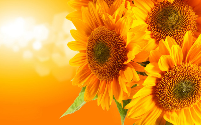 Sunflower vase light wall summer free wallpaper for desktop - medium preview image