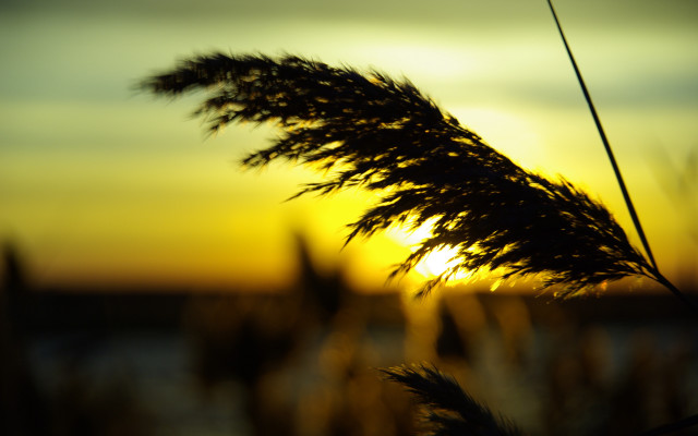 Sunflower sunset blurry background flame free wallpaper for desktop - medium preview image
