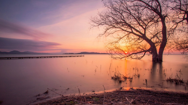 Tree water sunset bridge lake free wallpaper for desktop - medium preview image