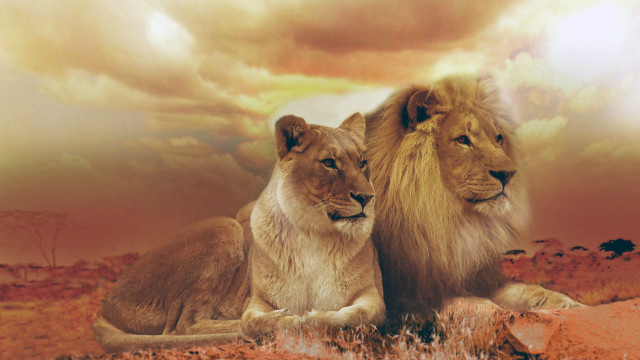 Two lions rock desert cloudy free wallpaper for desktop - medium preview image