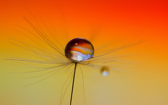 Water drop dandelion macro colorfield free wallpaper for desktop - medium preview image