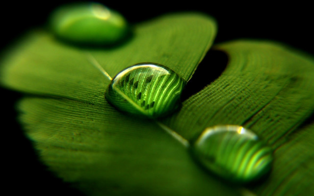 Green water drops macro blurry free wallpaper for desktop - medium preview image