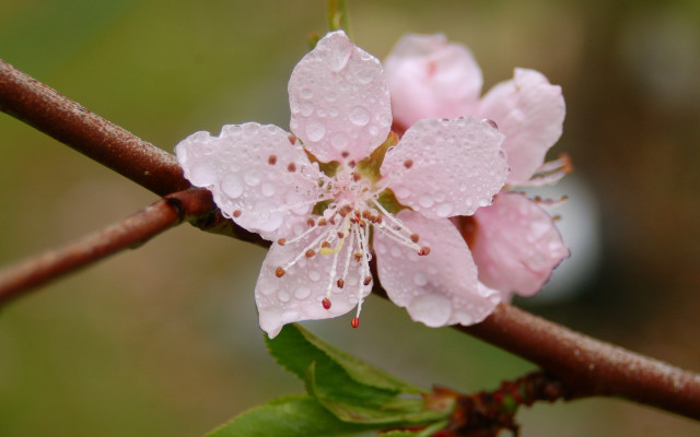 White flower water droplets macro #2 free wallpaper for desktop - medium preview image