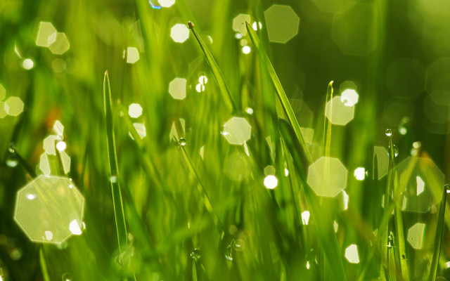 Dewy grass bokeh nature green free wallpaper for desktop - medium preview image