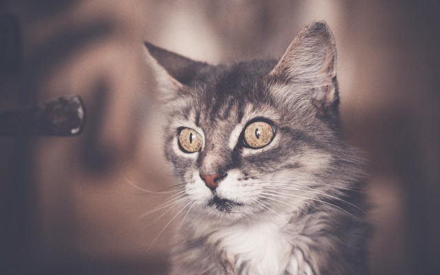 Cat yellow eyes looking camera free wallpaper for desktop - medium preview image