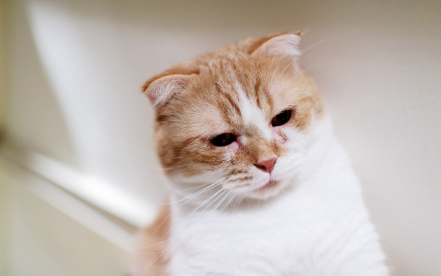 Sad cat white surface carlos free wallpaper for desktop - medium preview image